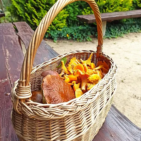 Mazurska Lesniczowka 3* Nowy Zyzdroj