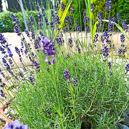 Bed & Breakfast Mazurska Lesniczowka Nowy Zyzdroj