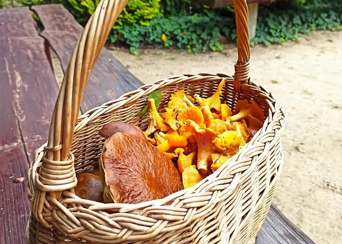 Mazurska Lesniczowka 3* Nowy Zyzdroj